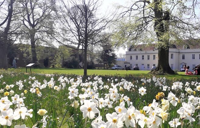 daffodils at the front and grove house building with trees in the back