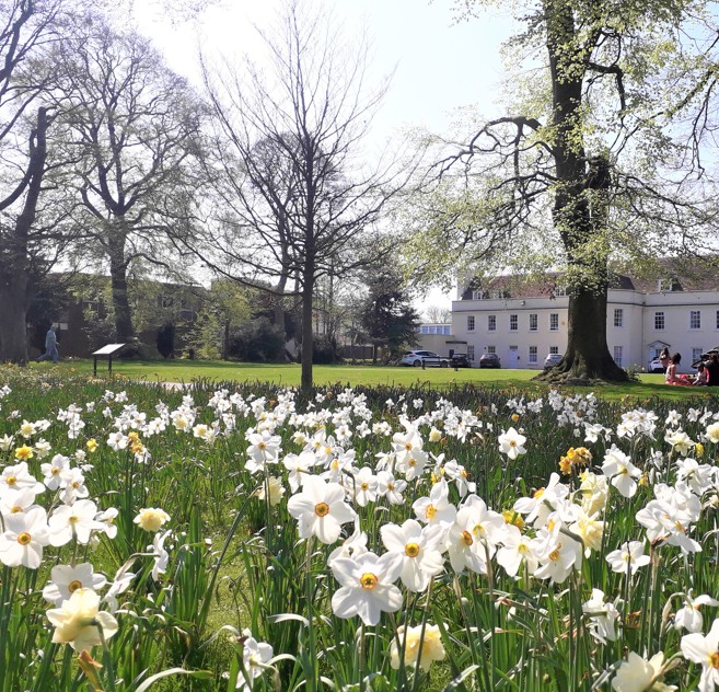 daffodils at the front and grove house building with trees in the back