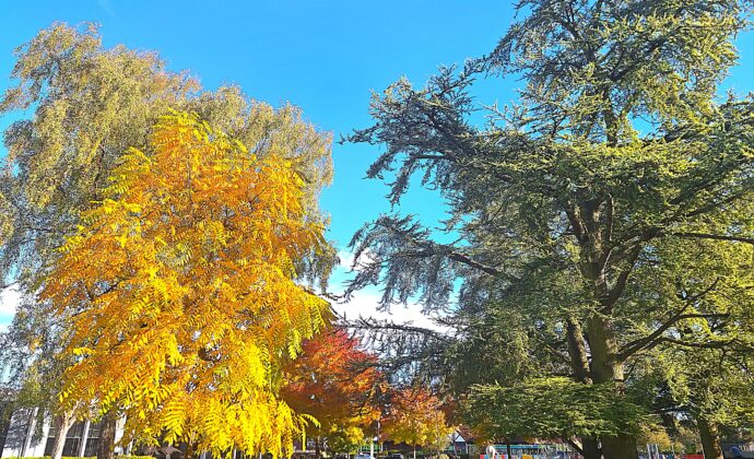 trees in grove house gardens in autumn