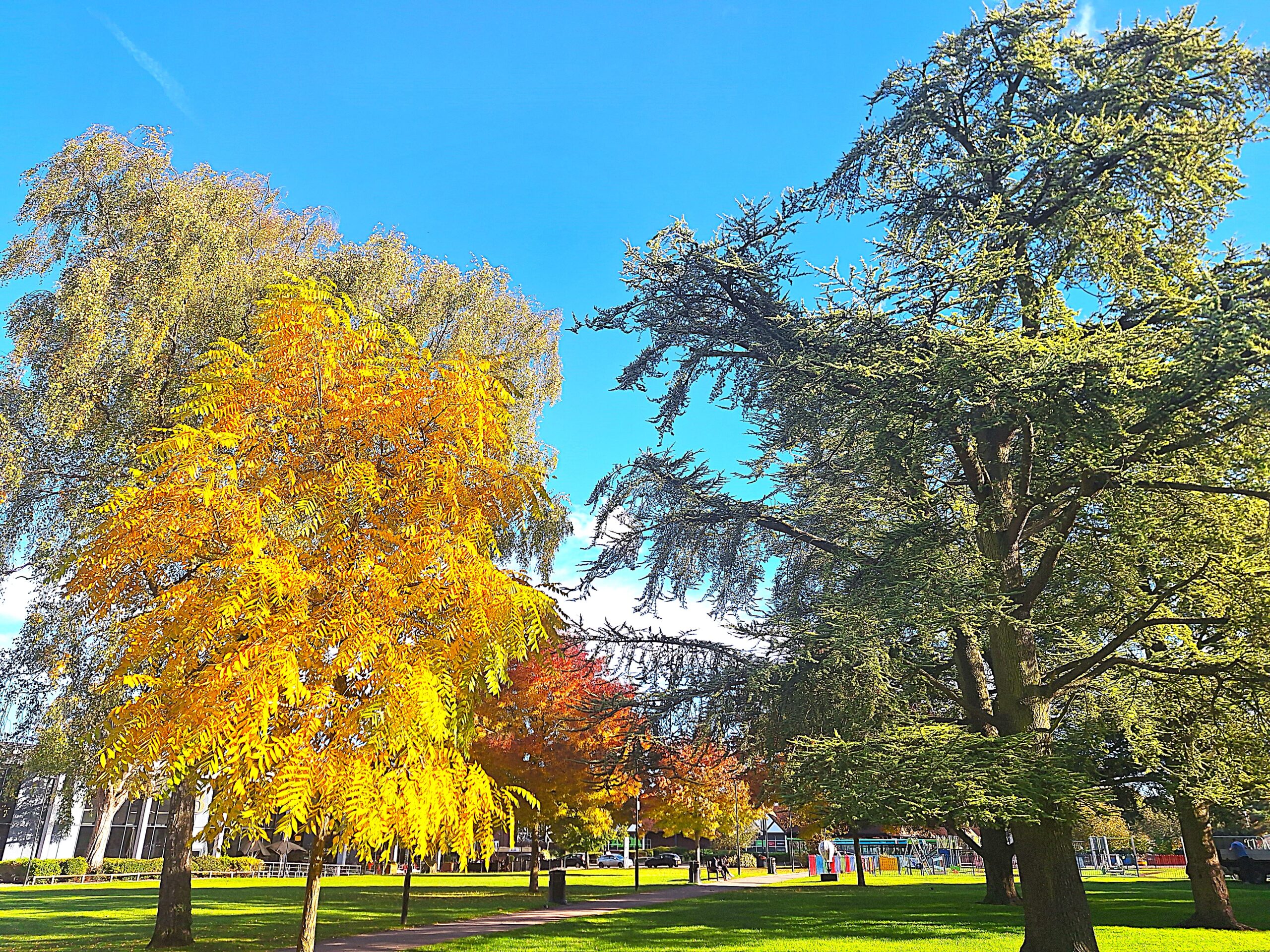 trees in grove house gardens in autumn