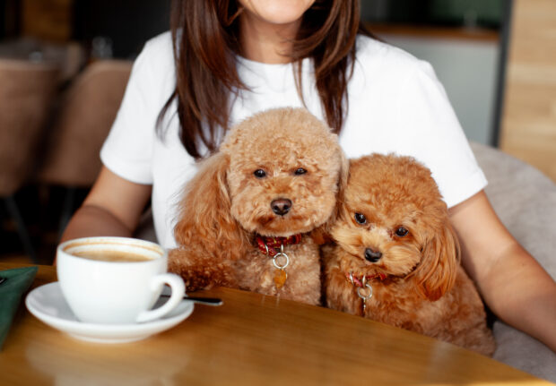 Two small poodles dogs sitting at table in restaurant with a cup of coffee. Relationship between people and pets in a pet friendly cafe.