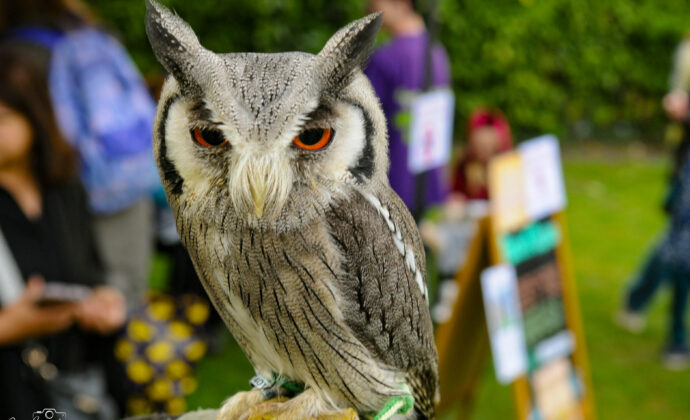 A close up of an owl