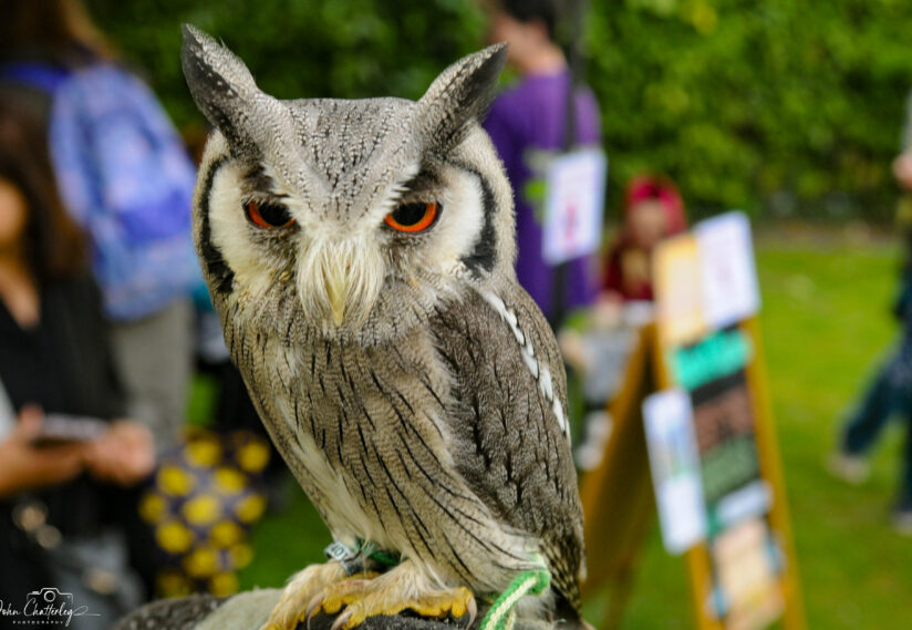 A close up of an owl