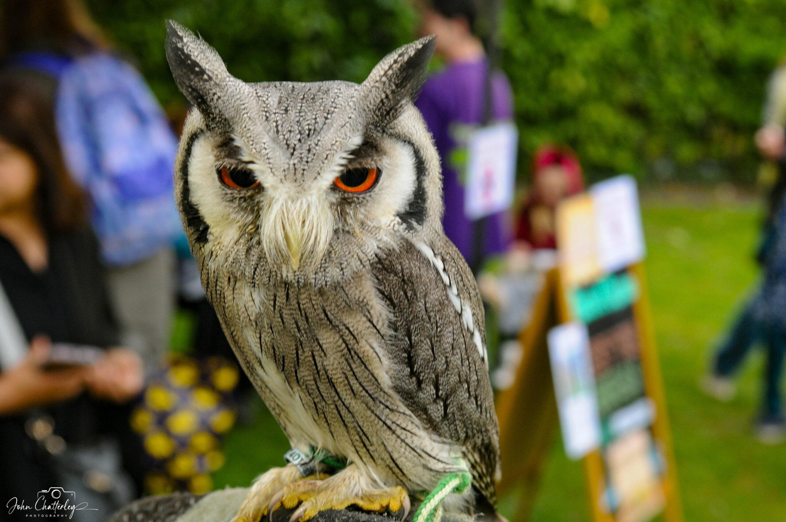 A close up of an owl