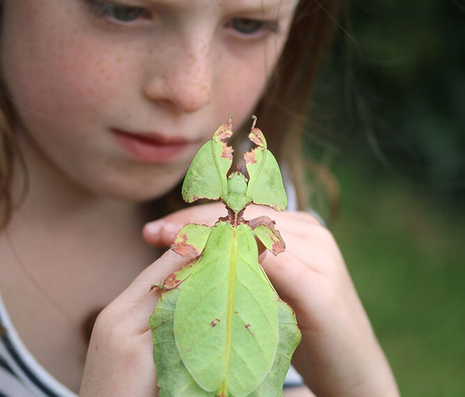 Preying Mantis
