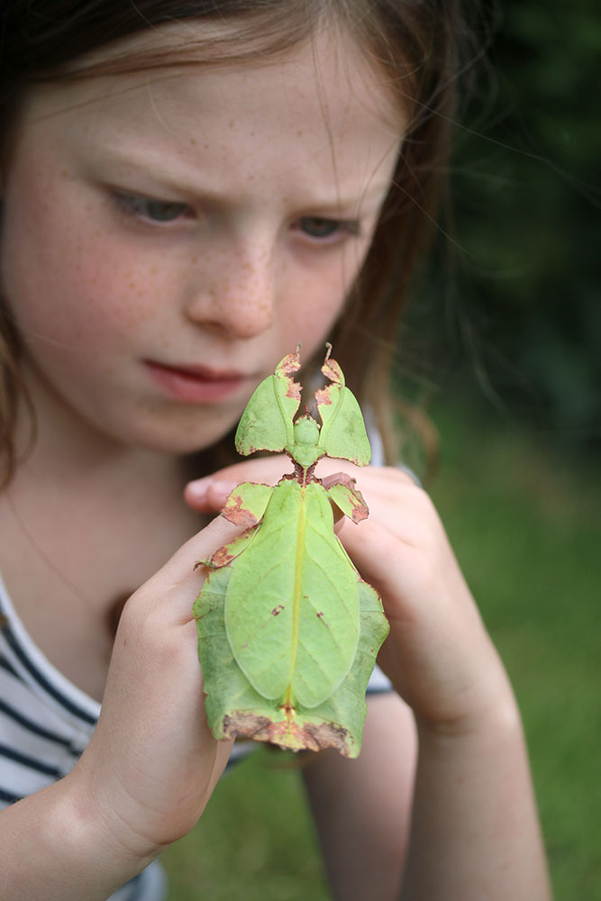 Preying Mantis