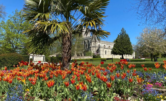 tulips in priory gardens
