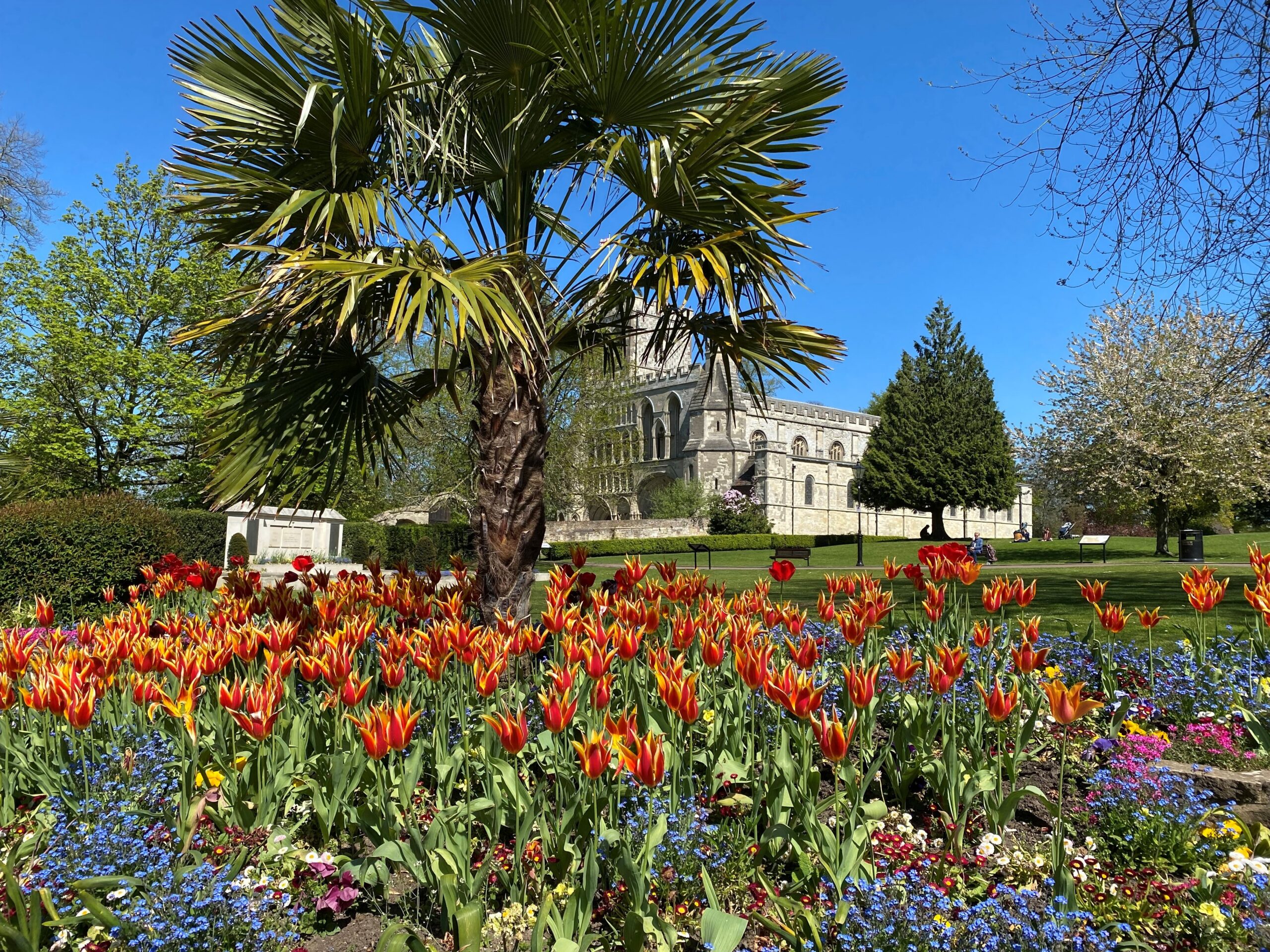 tulips in priory gardens