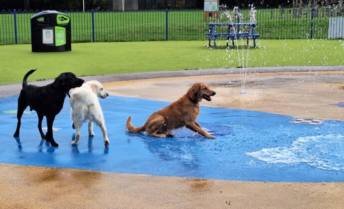 Three dogs joyfully playing together in a water park, splashing water and enjoying the sunny day.