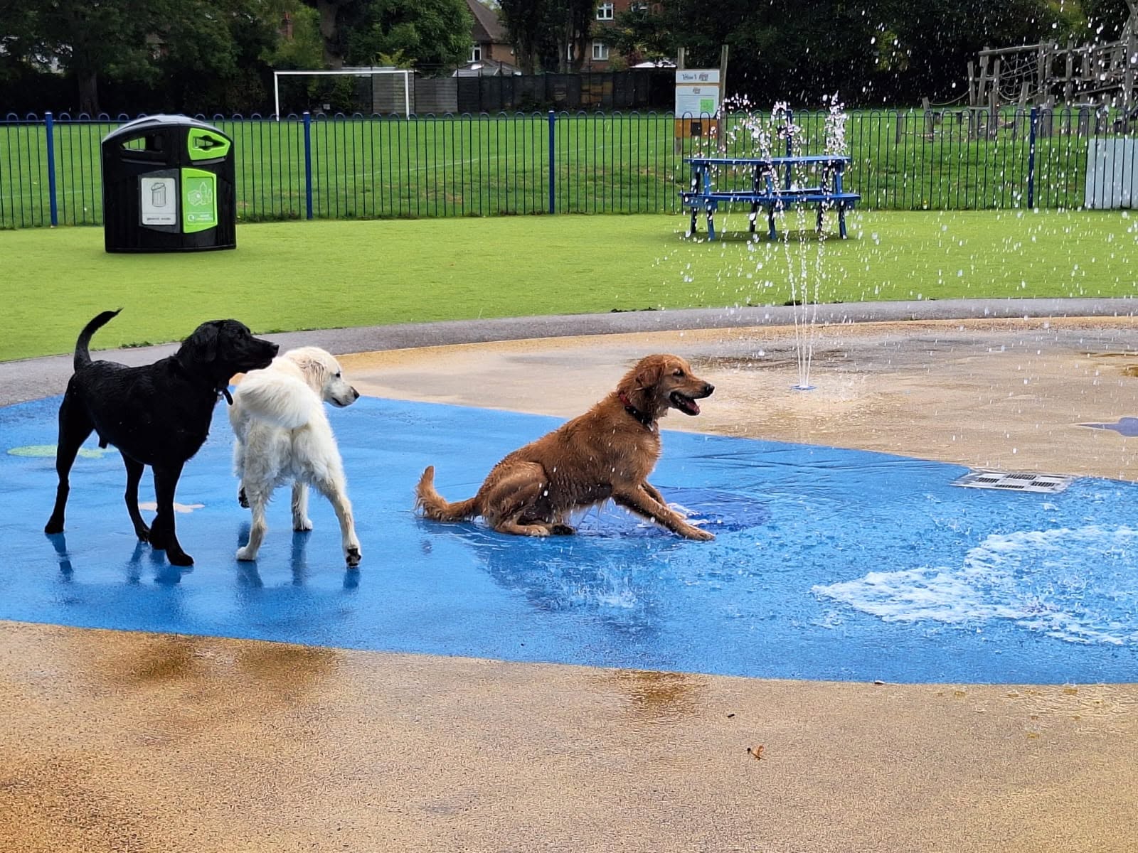 Three dogs joyfully playing together in a water park, splashing water and enjoying the sunny day.
